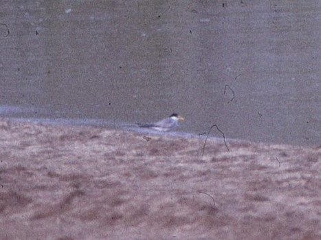 Least Tern - ML371556741