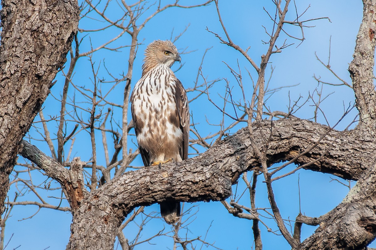 Changeable Hawk-Eagle (Changeable) - Natthaphat Chotjuckdikul