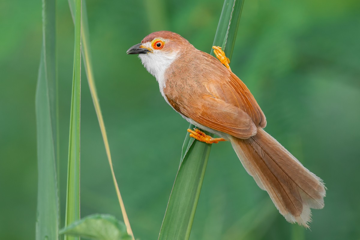 Yellow-eyed Babbler - ML371561231