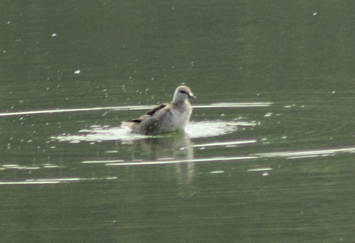 Cotton Pygmy-Goose - ML37156161