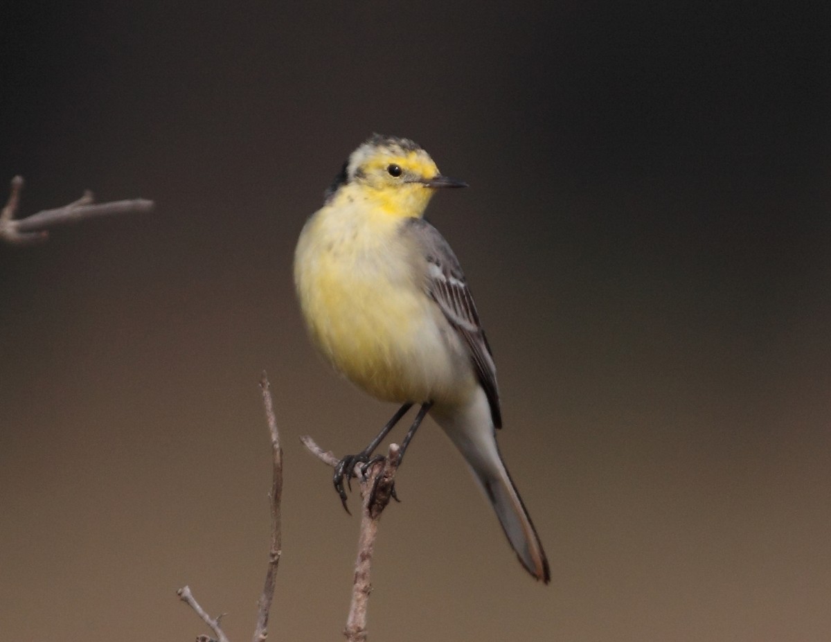 Citrine Wagtail - Gobind Sagar Bhardwaj