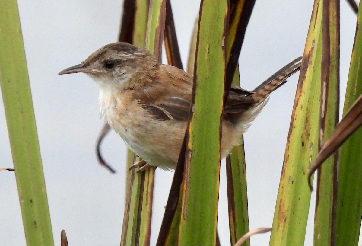 Marsh Wren - ML371562281