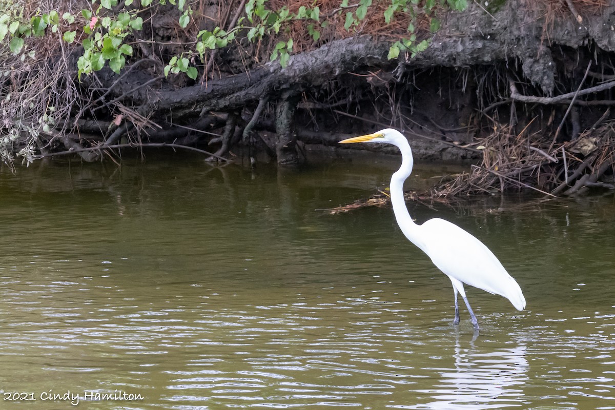 Great Egret - ML371562791