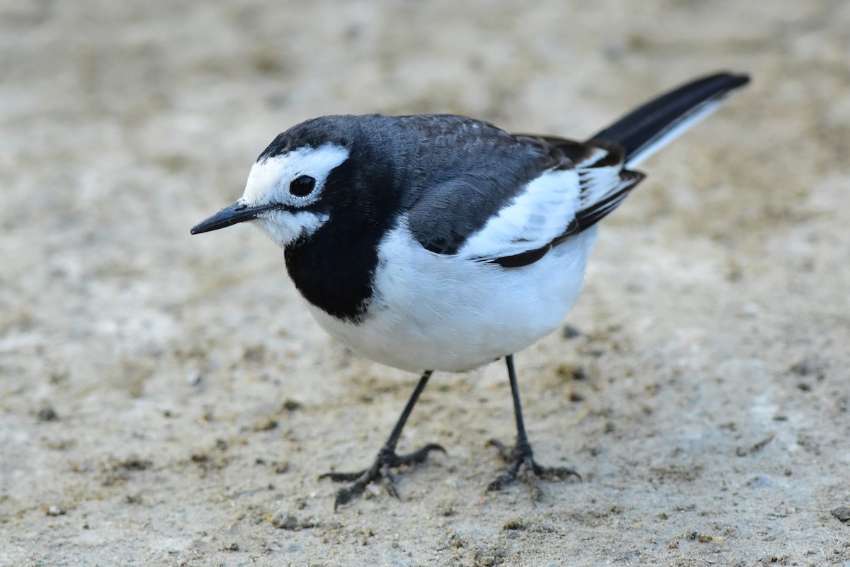 White Wagtail (Hodgson's) - Ajoy Kumar Dawn