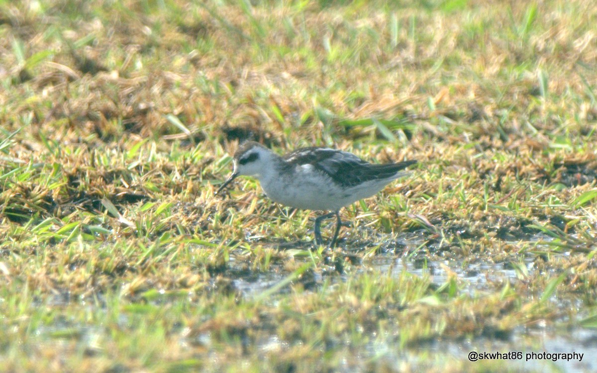 Phalarope à bec étroit - ML37156321