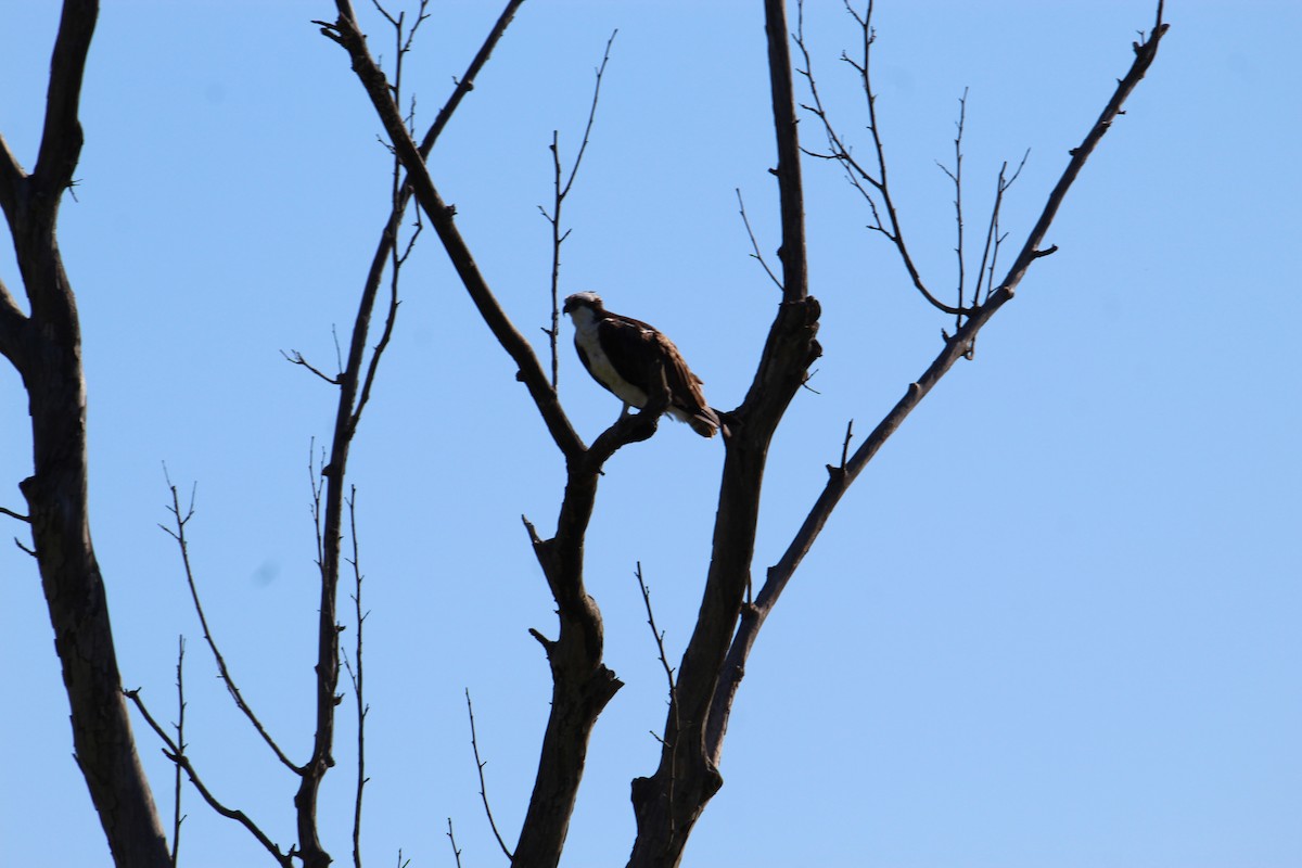 Águila Pescadora - ML371563311