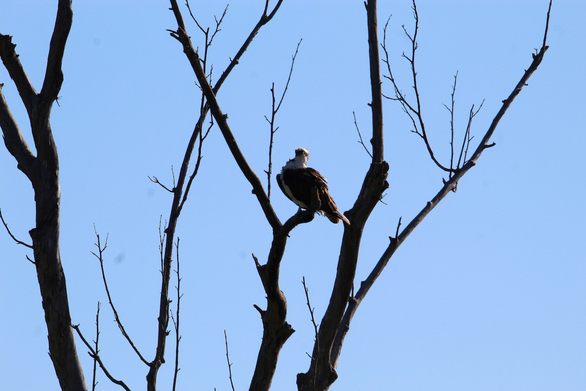 Águila Pescadora - ML371563331