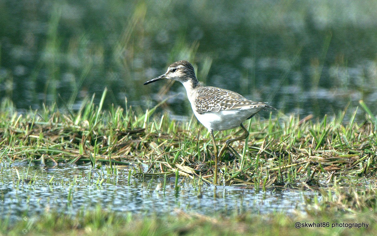 Wood Sandpiper - ML37156361