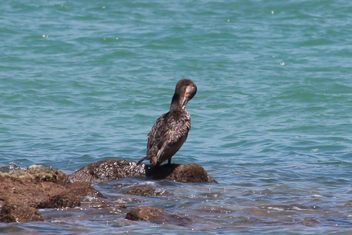 Great Cormorant - Laurens Halsey