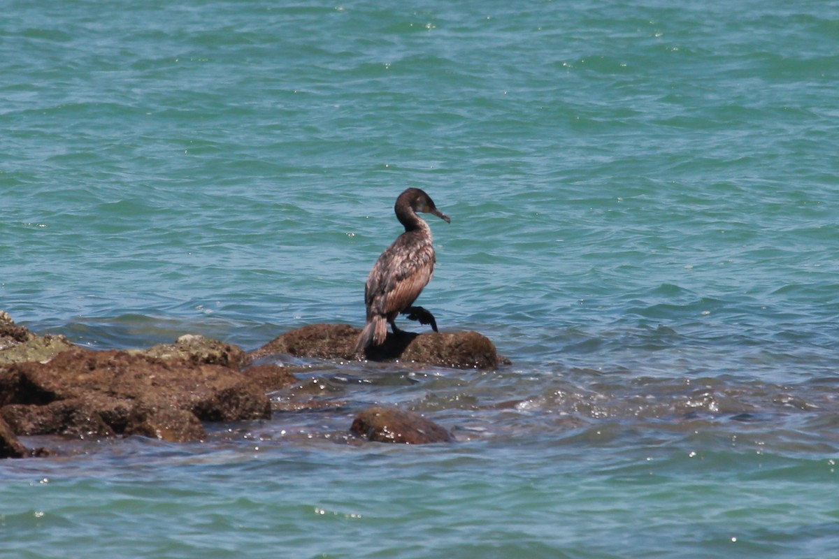 Great Cormorant - Laurens Halsey