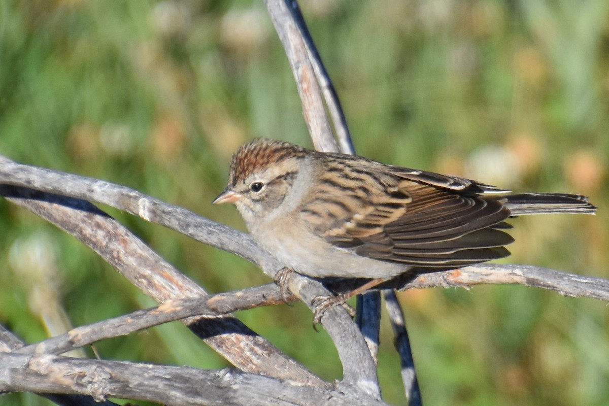 Chipping Sparrow - ML371566061