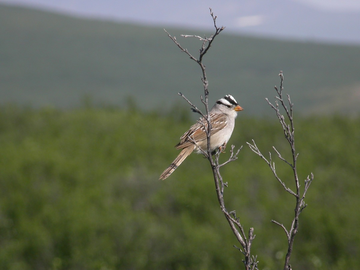 White-crowned Sparrow - ML37156611
