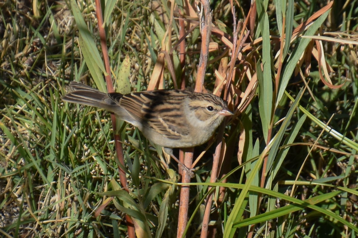 Chipping Sparrow - ML371566241