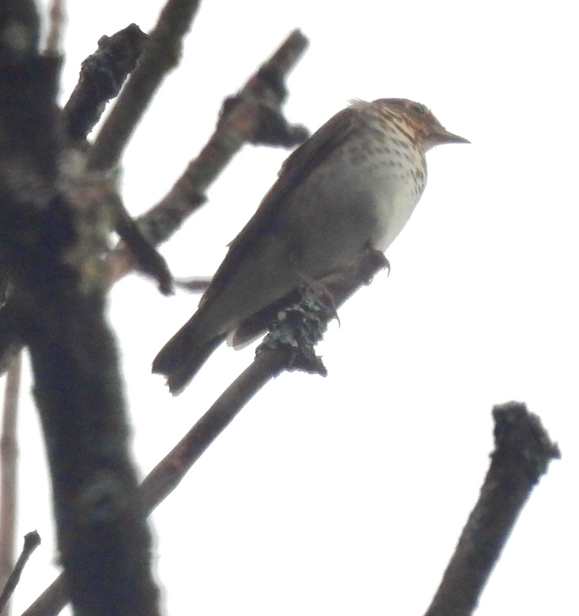 Swainson's Thrush - ML371566311