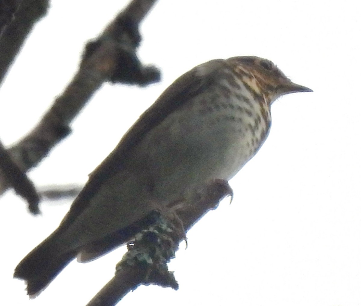 Swainson's Thrush - ML371566321