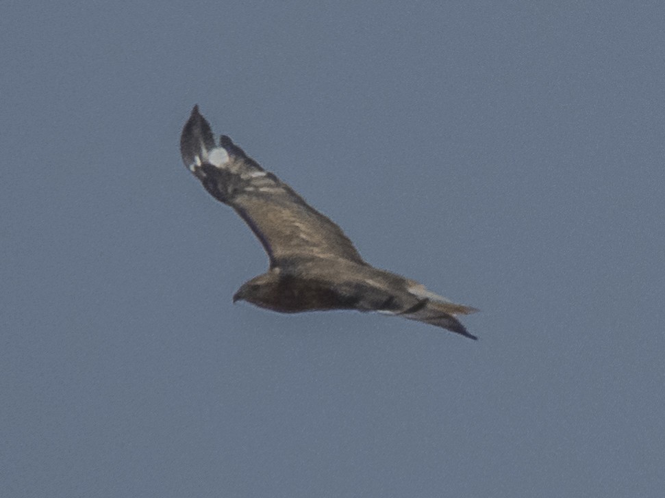 ørnvåk - ML371566661