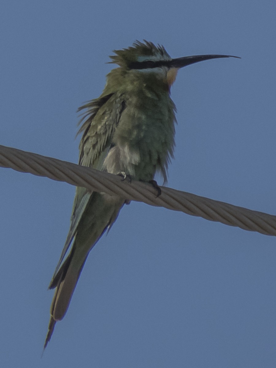 blåkinnbieter - ML371567061