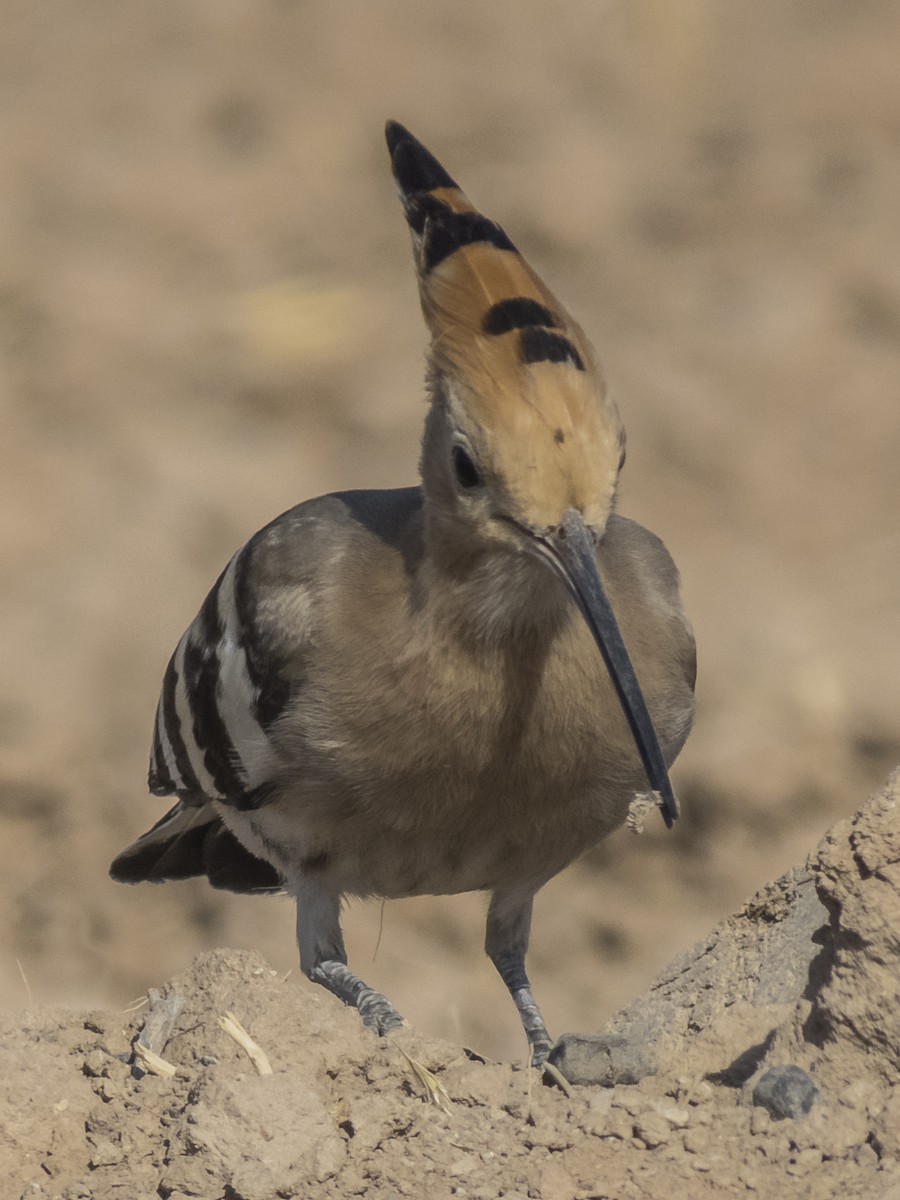 hærfugl - ML371567121