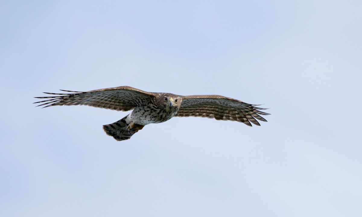 Cooper's Hawk - Aaron Boone