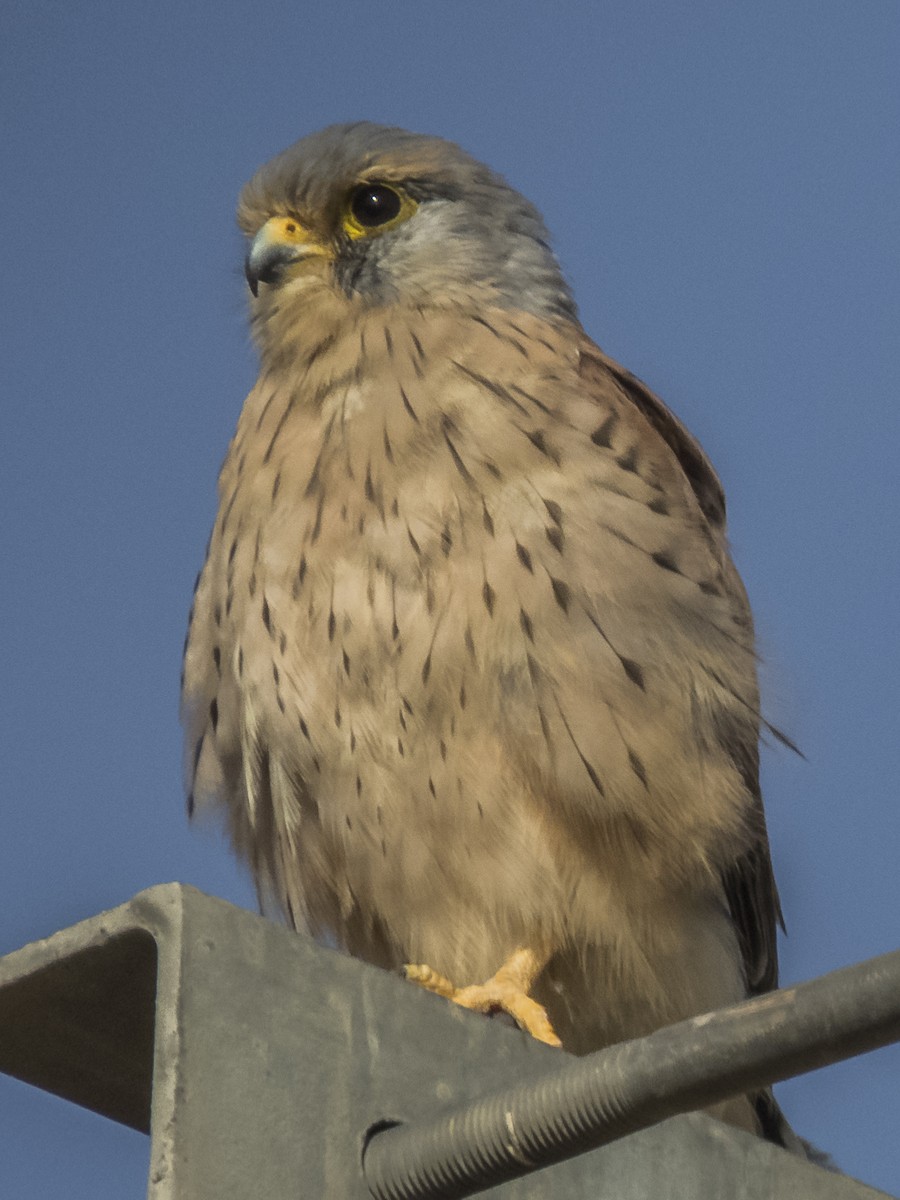 tårnfalk - ML371567641