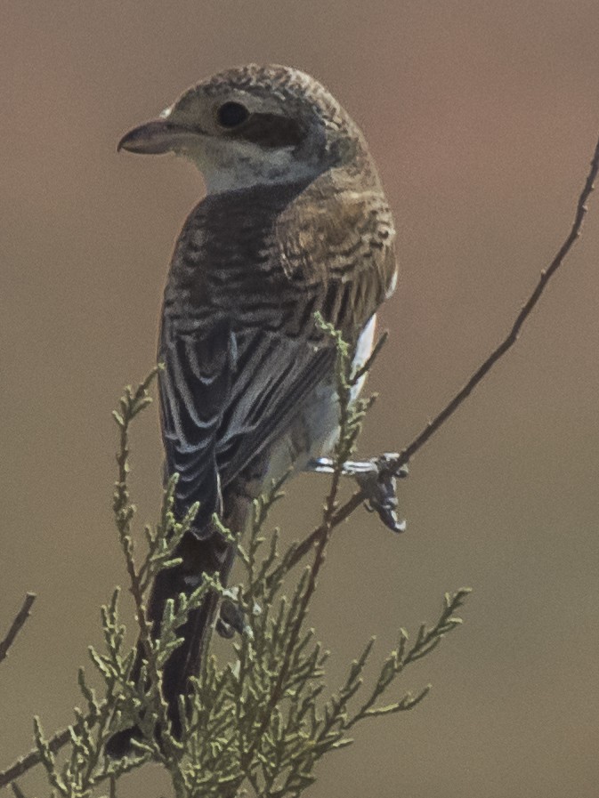 tornskate - ML371567691