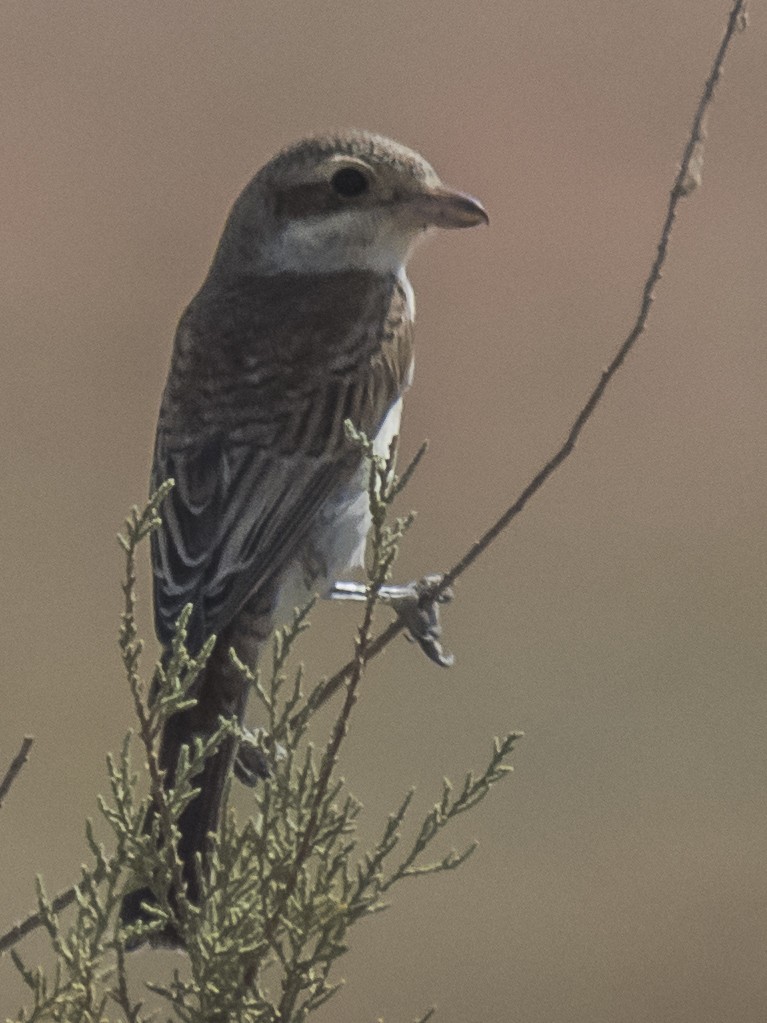 tornskate - ML371567741