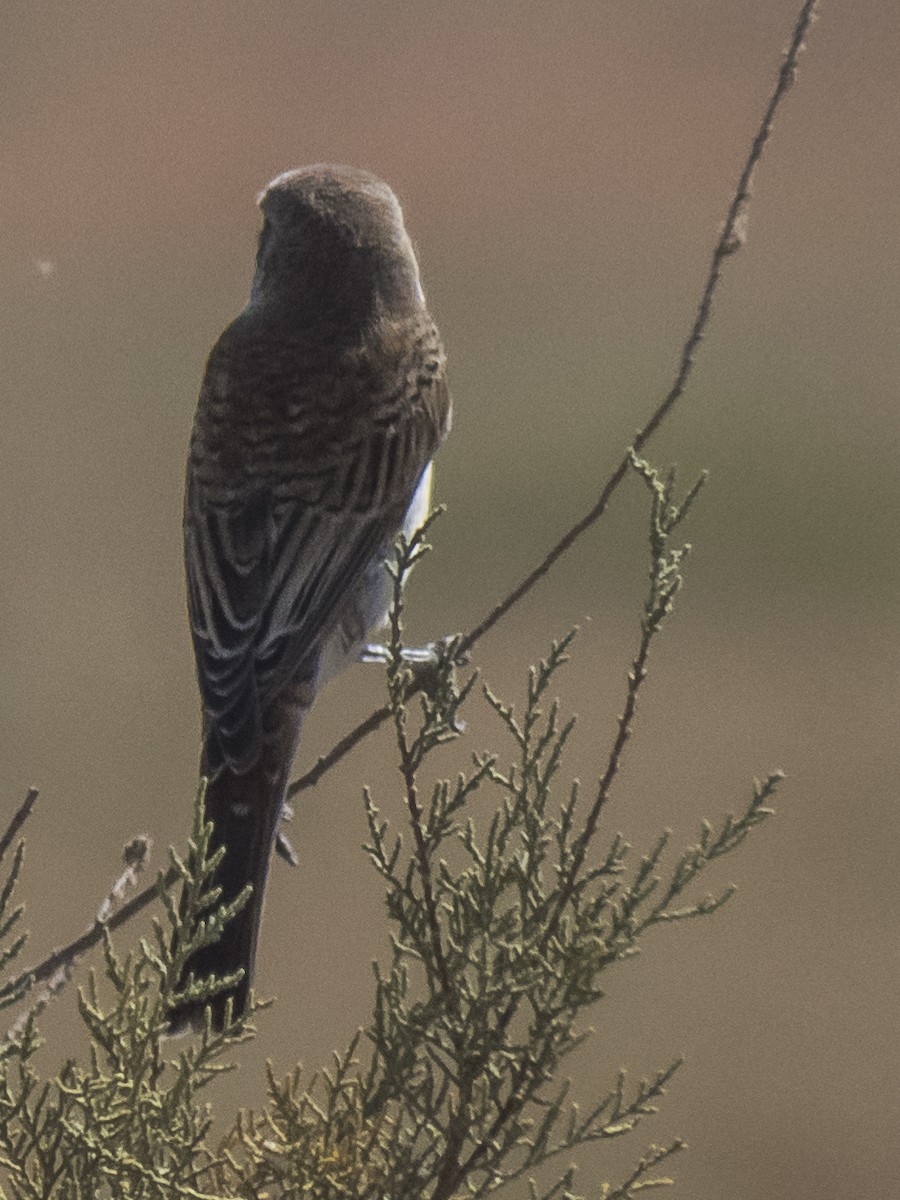 tornskate - ML371567771