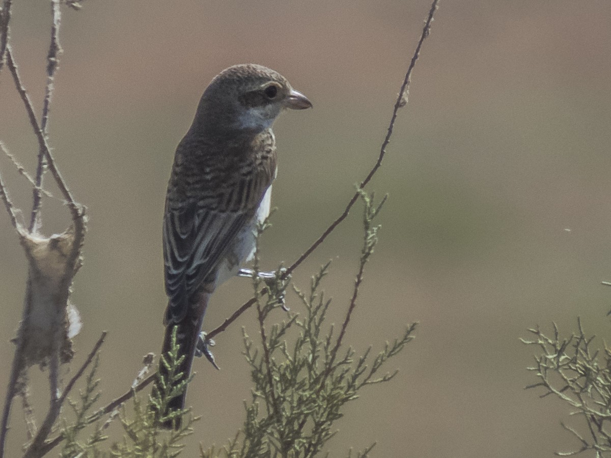 tornskate - ML371567841