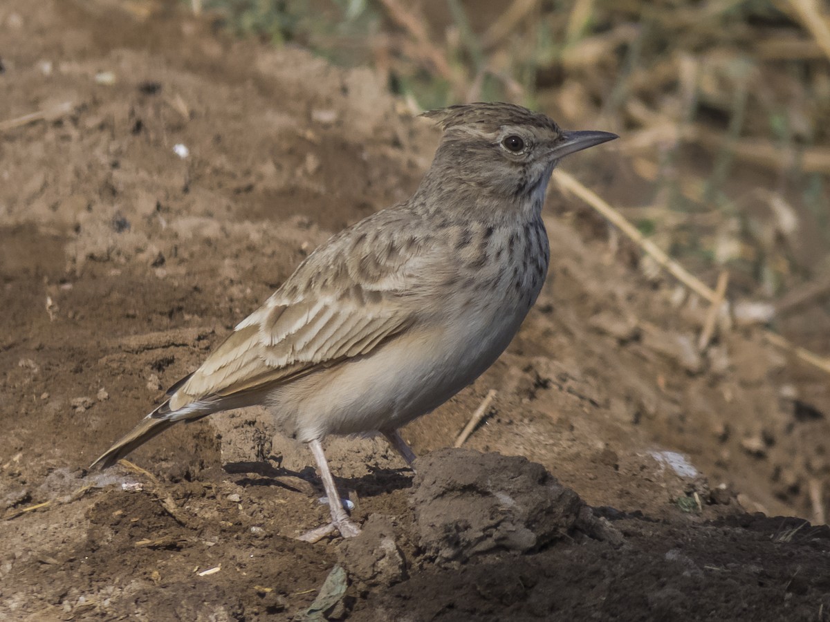 topplerke - ML371568111