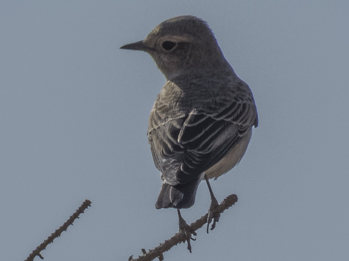 svartstrupesteinskvett - ML371568361