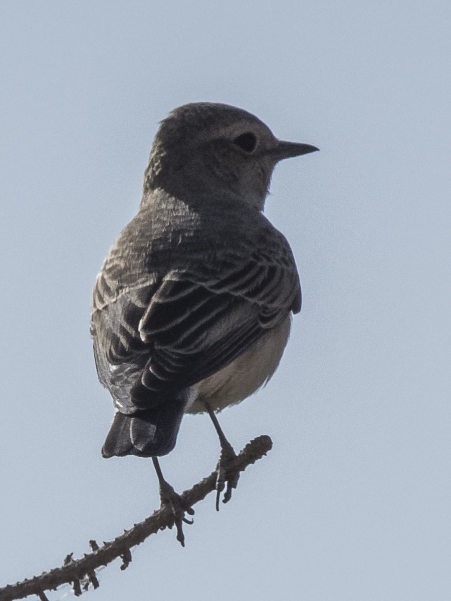 svartstrupesteinskvett - ML371568521