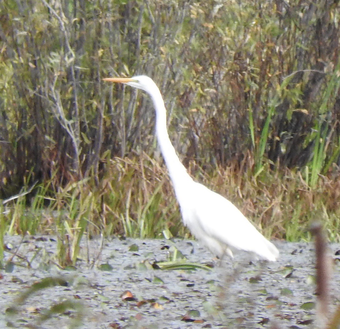 Great Egret - ML371569961