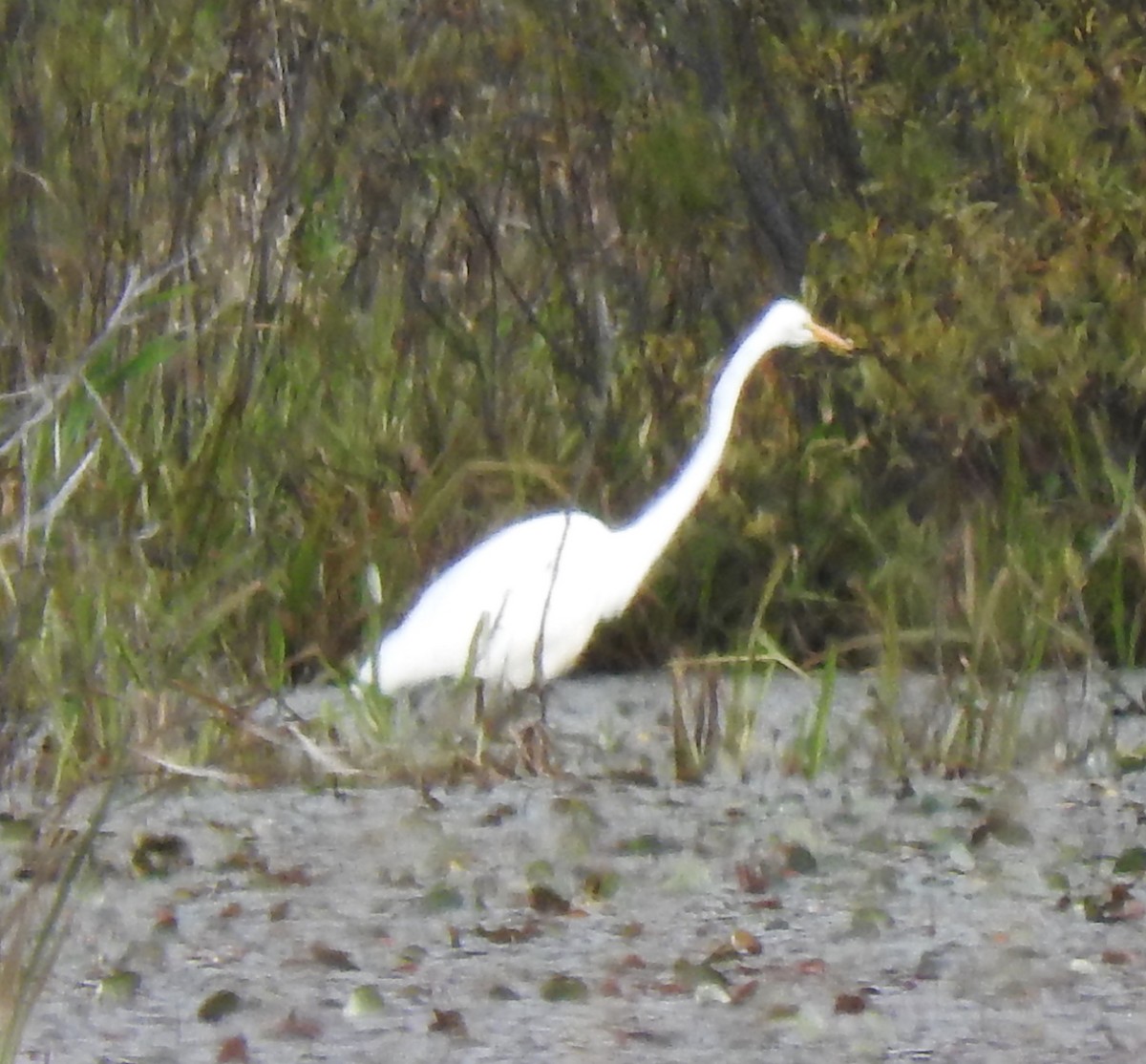 Great Egret - ML371570071