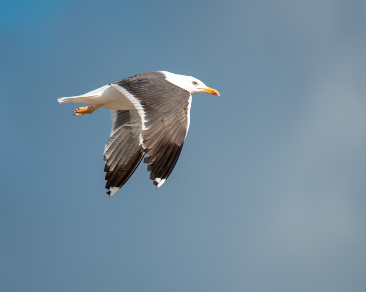 Lesser Black-backed Gull - ML371570861