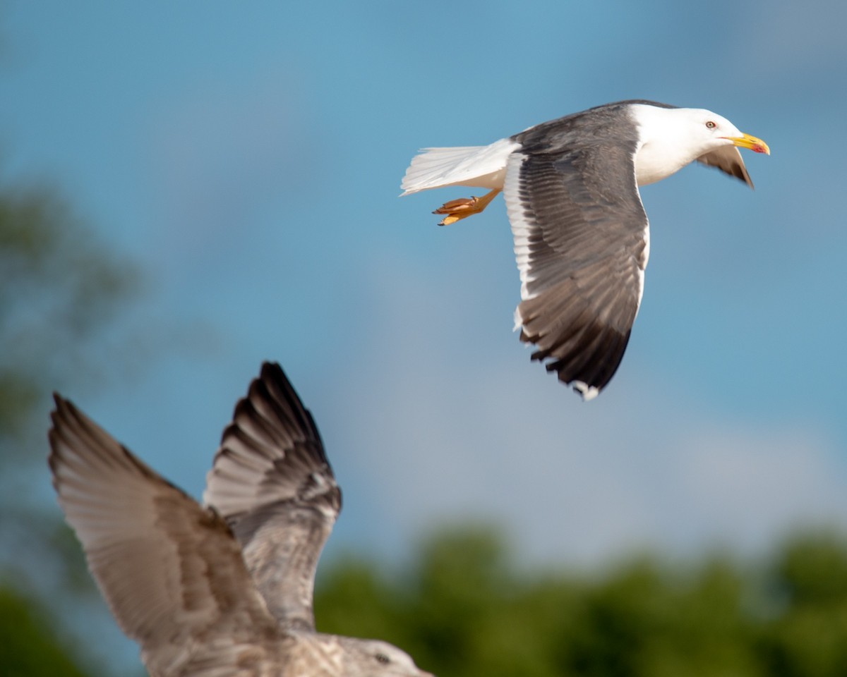 Lesser Black-backed Gull - ML371570871