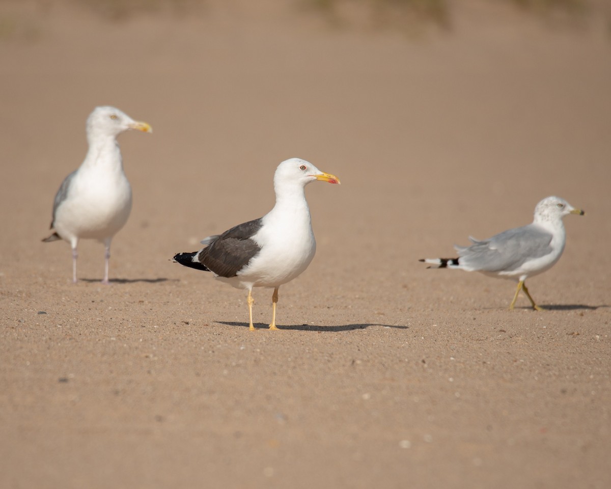 Lesser Black-backed Gull - ML371570881