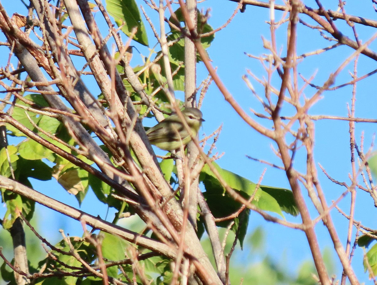 Philadelphia Vireo - ML371571241