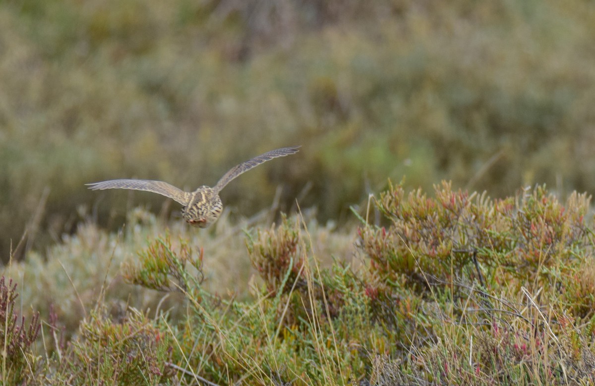 Common Quail - ML371572071