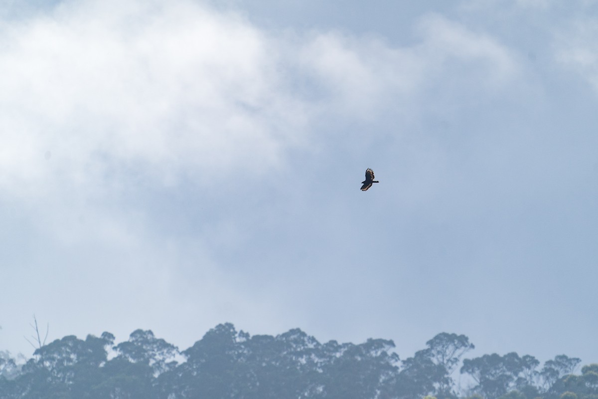 Crested Serpent-Eagle - ML371572251