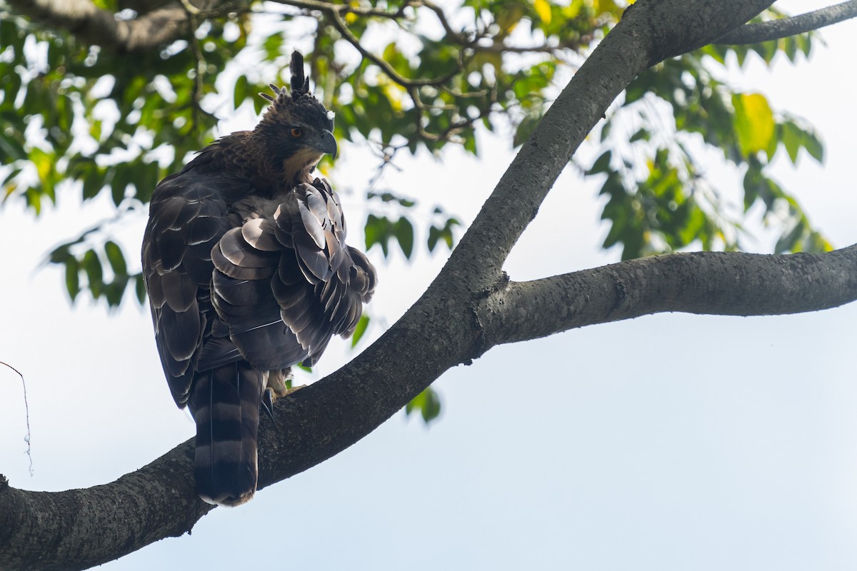 Legge's Hawk-Eagle - ML371572331