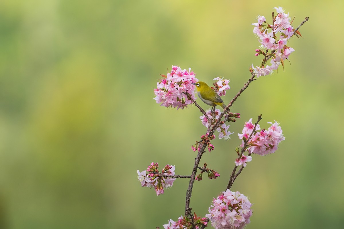 Indian White-eye - Havin Richard JE