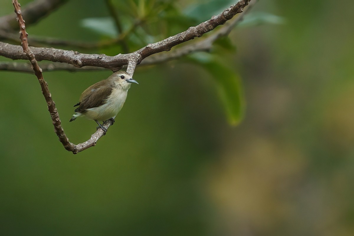 Nilgiri Flowerpecker - ML371572421