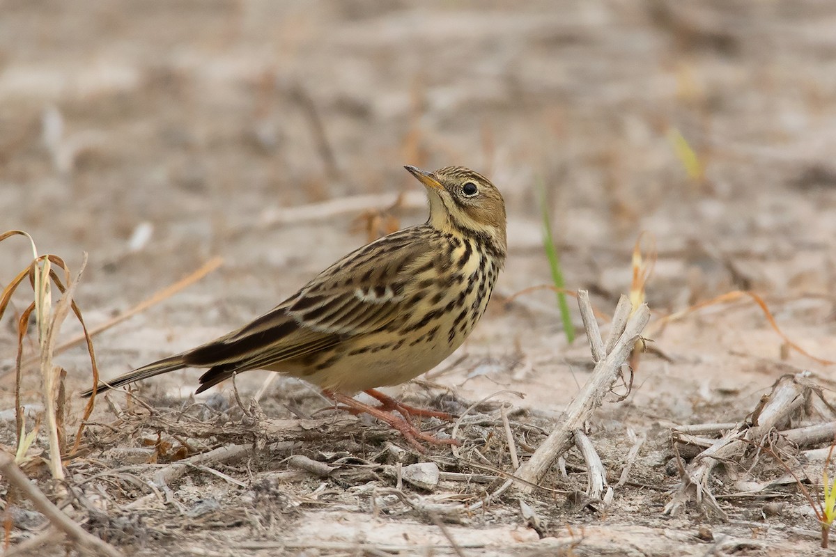 Red-throated Pipit - ML371573261