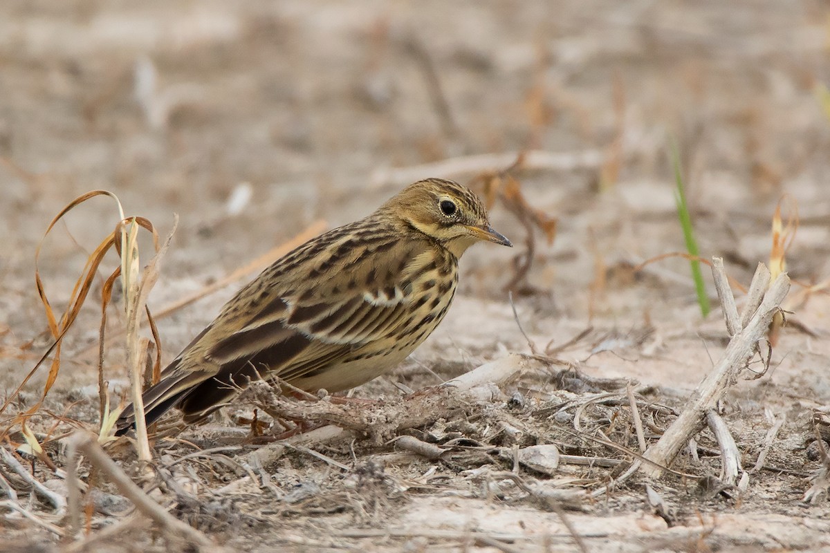 Red-throated Pipit - ML371573271