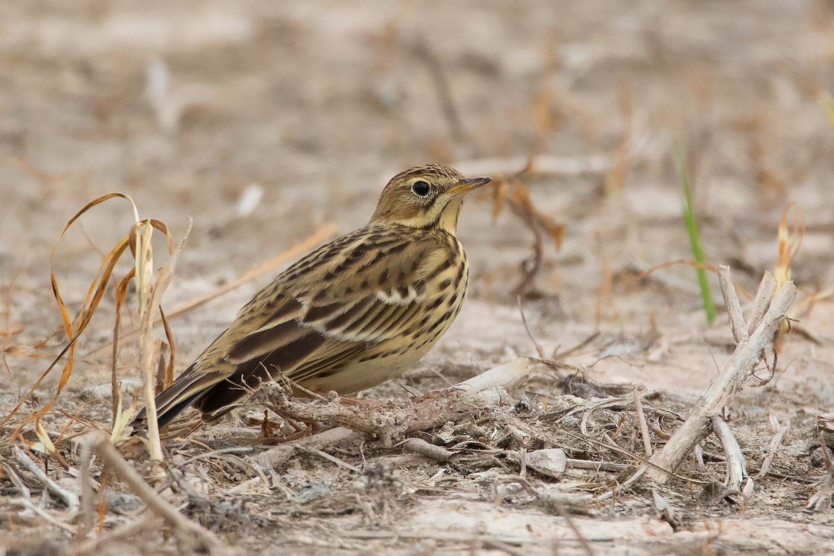 Red-throated Pipit - ML371573281