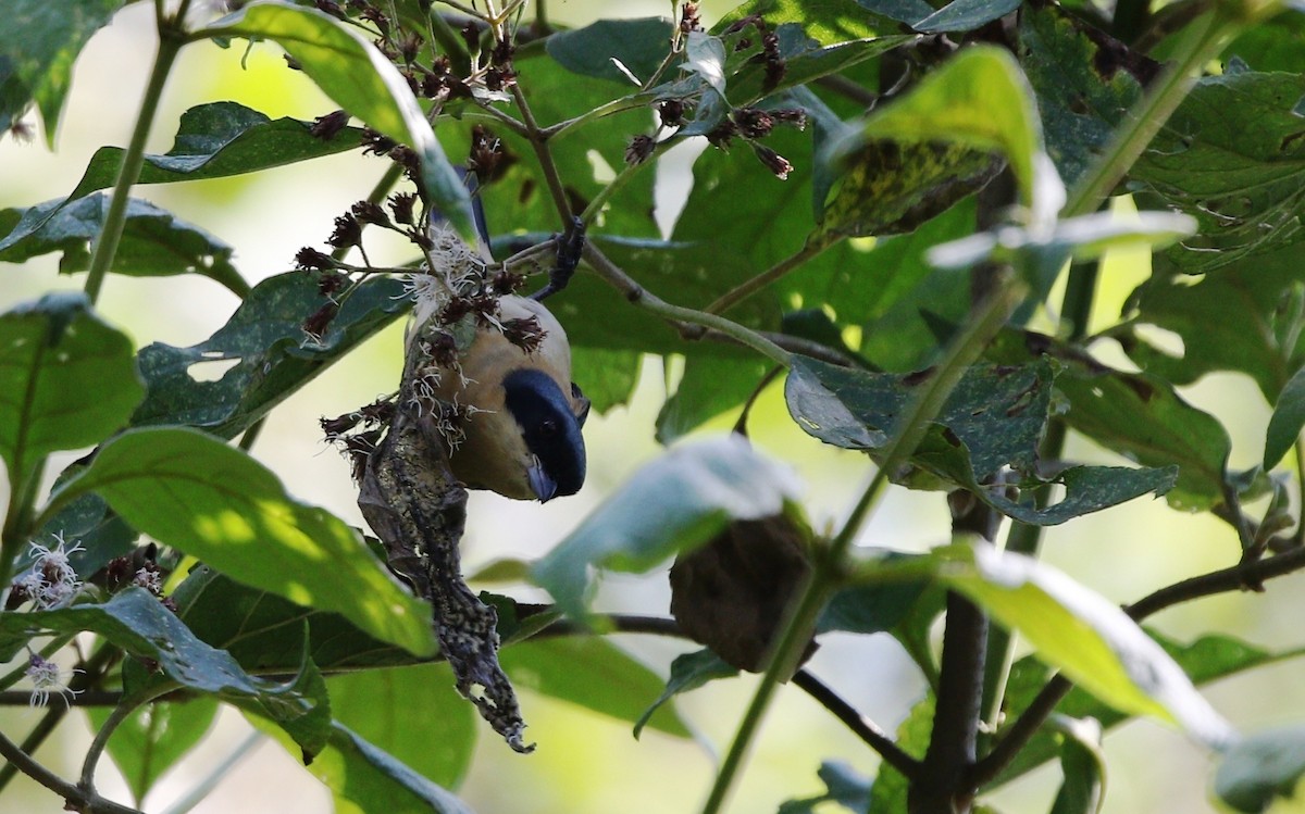 アオボウシフウキンチョウ - ML371573501