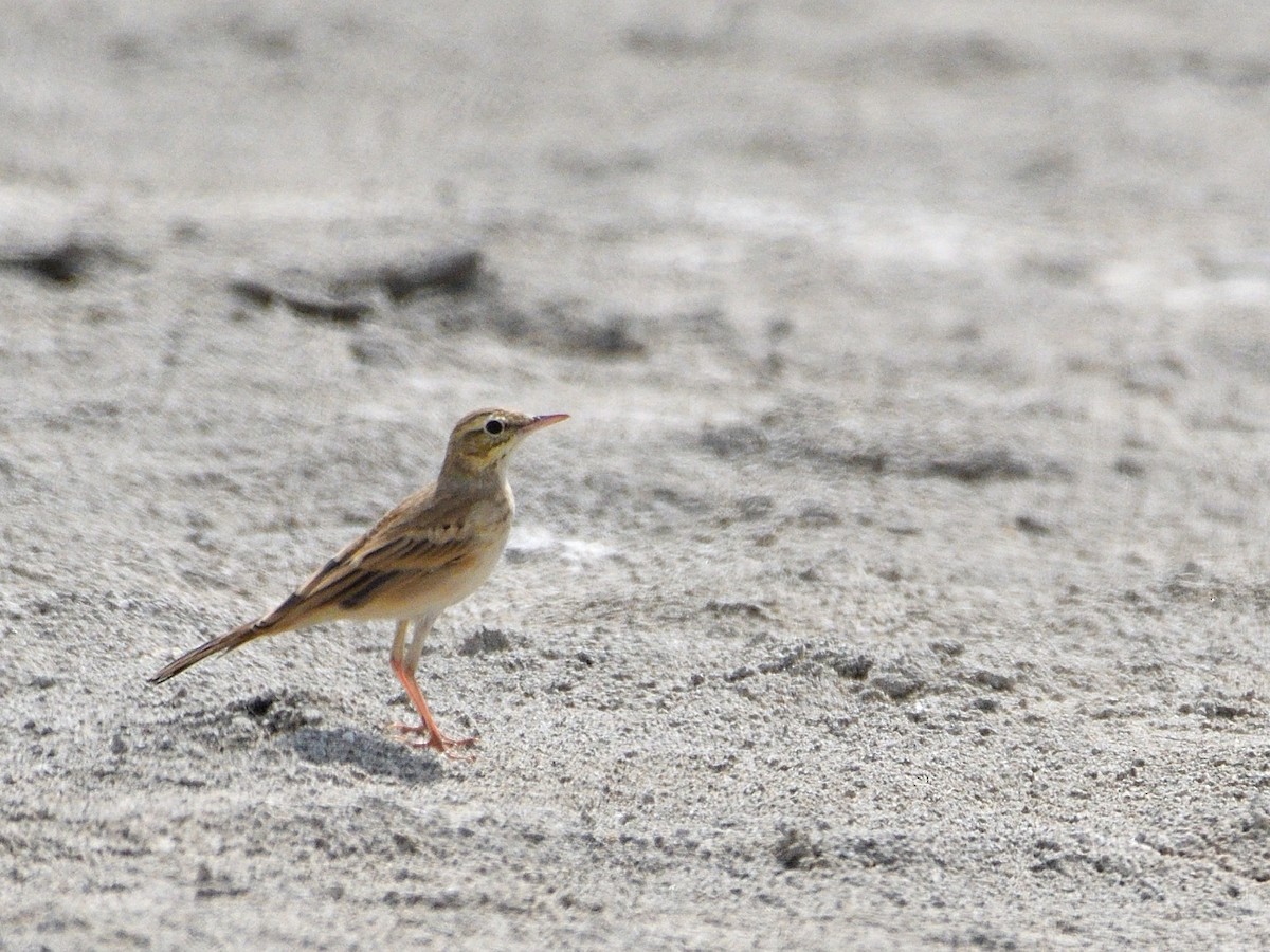 Tawny Pipit - ML371574041