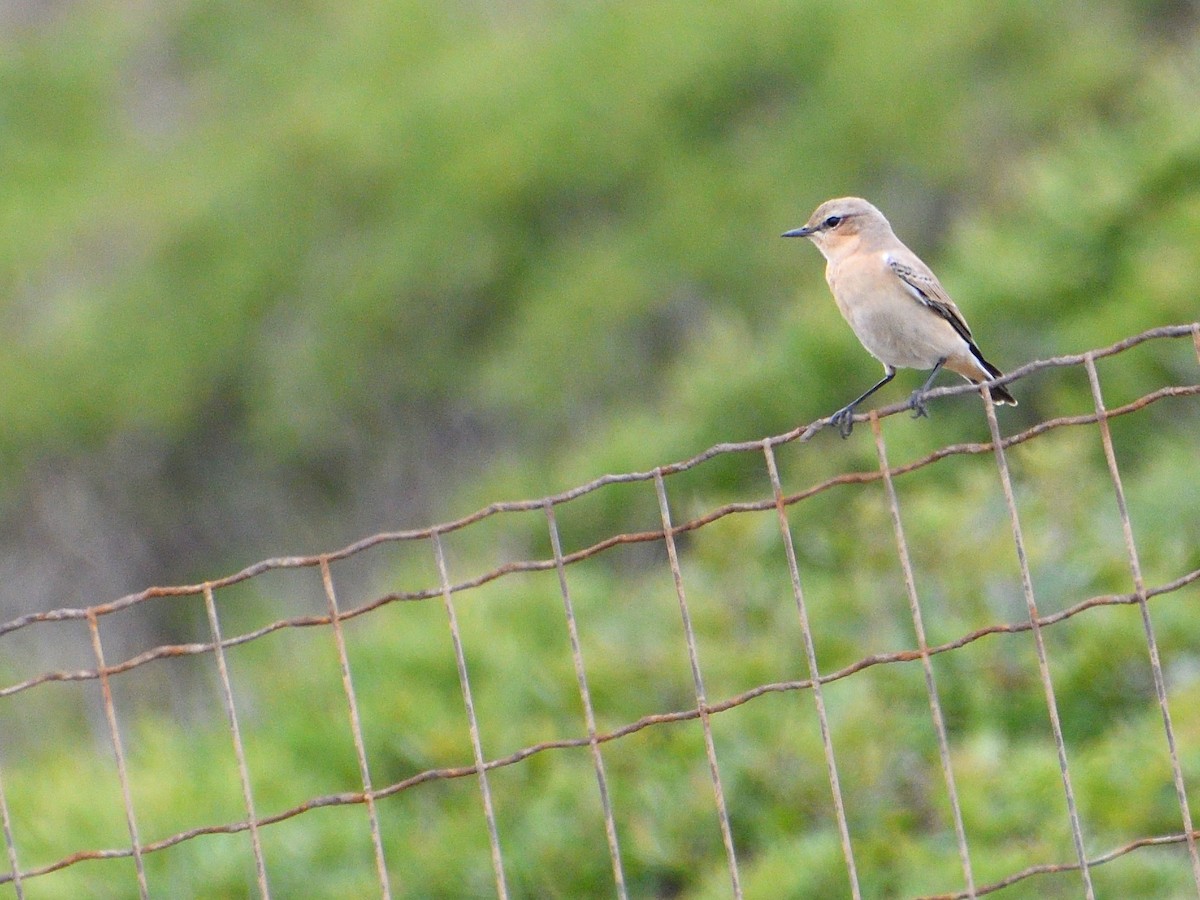 Northern Wheatear - ML371574301