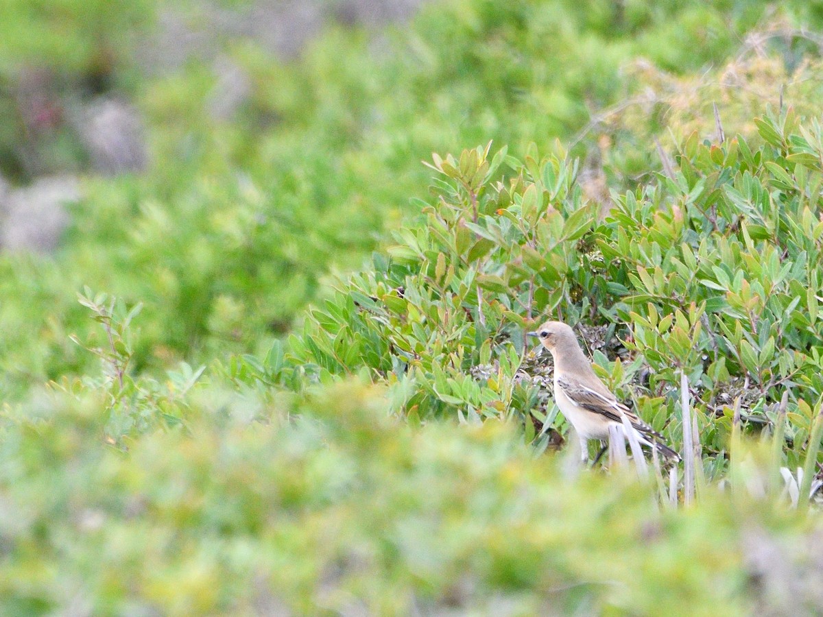 Northern Wheatear - ML371574321