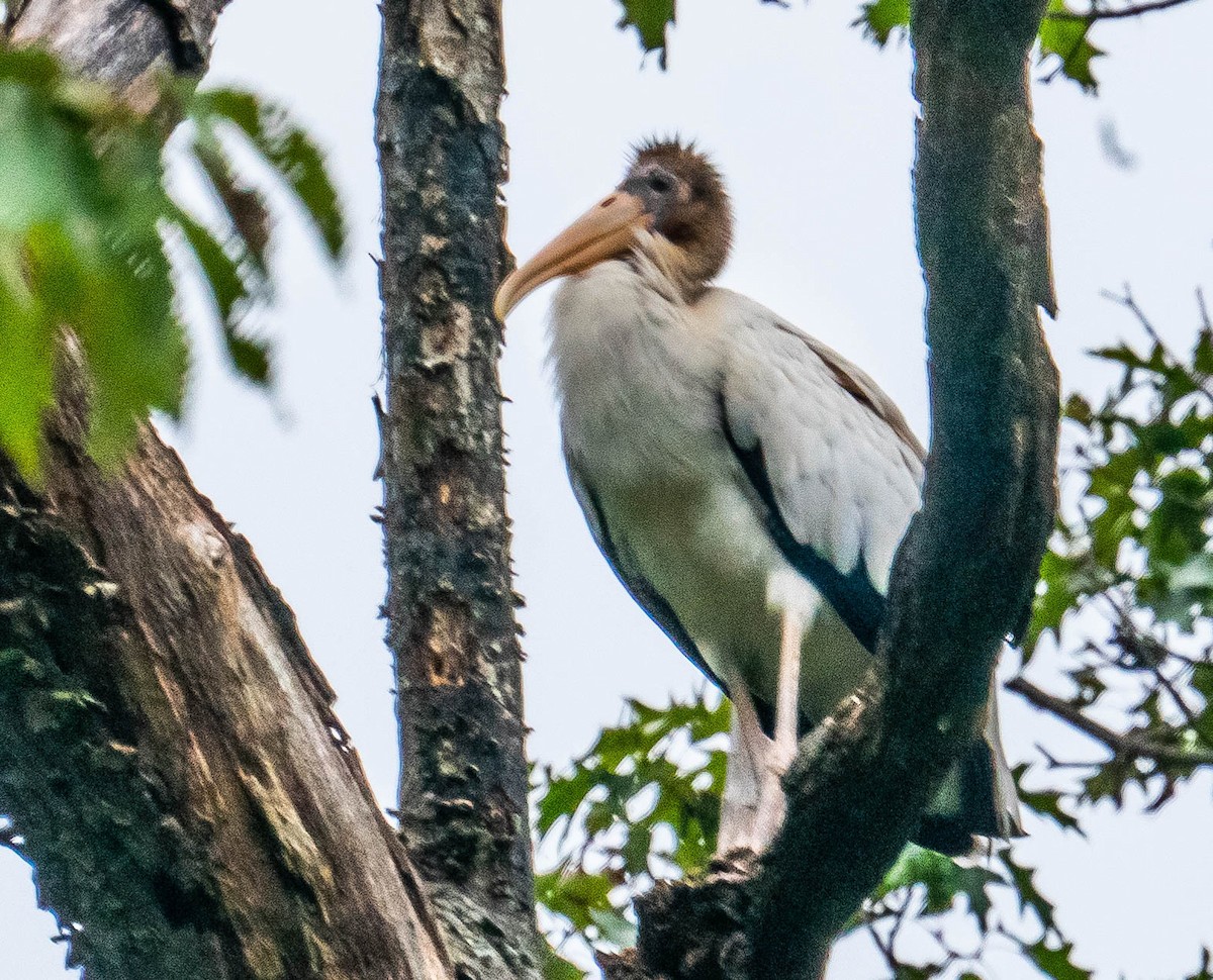 Wood Stork - ML371574371